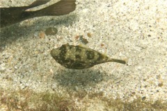 Pufferfish - Whitespotted Puffer - Arothron hispidus