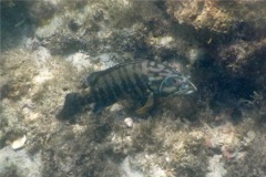 Groupers - Panama Graysby - Cephalopholis panamensis