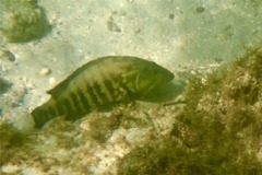 Groupers - Panama Graysby - Cephalopholis panamensis