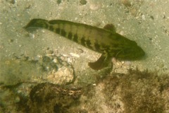 Groupers - Panama Graysby - Cephalopholis panamensis