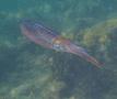 Squid - Common Squid -  Loligo vulgaris