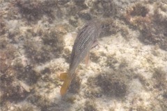 Squirrelfish - Tinsel Squirrelfish - Neoniphon suborbitalis