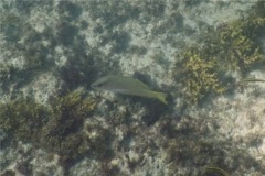 Snappers - Amarillo Snapper - Lutjanus argentiventrus