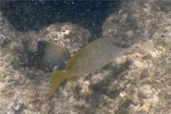 Snappers - Amarillo Snapper - Lutjanus argentiventrus