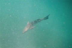 Snappers - Mullet Snapper - Lutjanus aratus