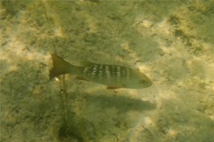 Snappers - Mullet Snapper - Lutjanus aratus