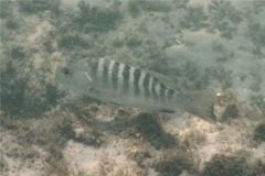 Snappers - Pacific Dog Snapper - Lutjanus novemfasciatus