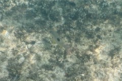 Snappers - Spotted Rose Snapper - Lutjanus guttatus