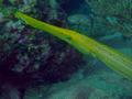 Trumpetfish - Trumpetfish - Aulostomus maculatus