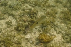 Snappers - Spotted Rose Snapper - Lutjanus guttatus