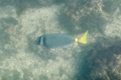Surgeonfish - Razor Surgeonfish - Prionurus laticlavius