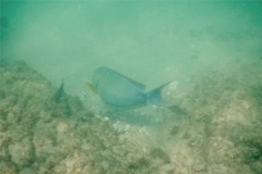 Surgeonfish - Yellowfin Surgeonfish - Acanthurus xanthopterus