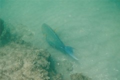 Surgeonfish - Yellowfin Surgeonfish - Acanthurus xanthopterus