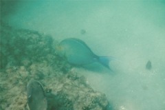 Surgeonfish - Yellowfin Surgeonfish - Acanthurus xanthopterus