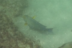 Surgeonfish - Yellowfin Surgeonfish - Acanthurus xanthopterus