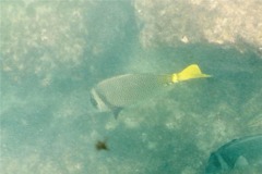 Surgeonfish - Yellowtail Surgeonfish - Prionurus punctatus