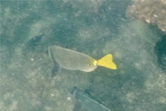 Surgeonfish - Yellowtail Surgeonfish - Prionurus punctatus