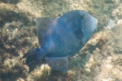 Triggerfish - Blunthead Triggerfish - Pseudobalistes naufragium