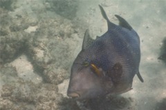 Triggerfish - Blunthead Triggerfish - Pseudobalistes naufragium