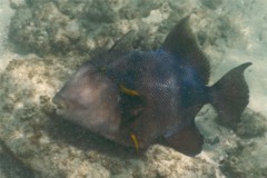 Triggerfish - Blunthead Triggerfish - Pseudobalistes naufragium