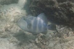 Triggerfish - Blunthead Triggerfish - Pseudobalistes naufragium