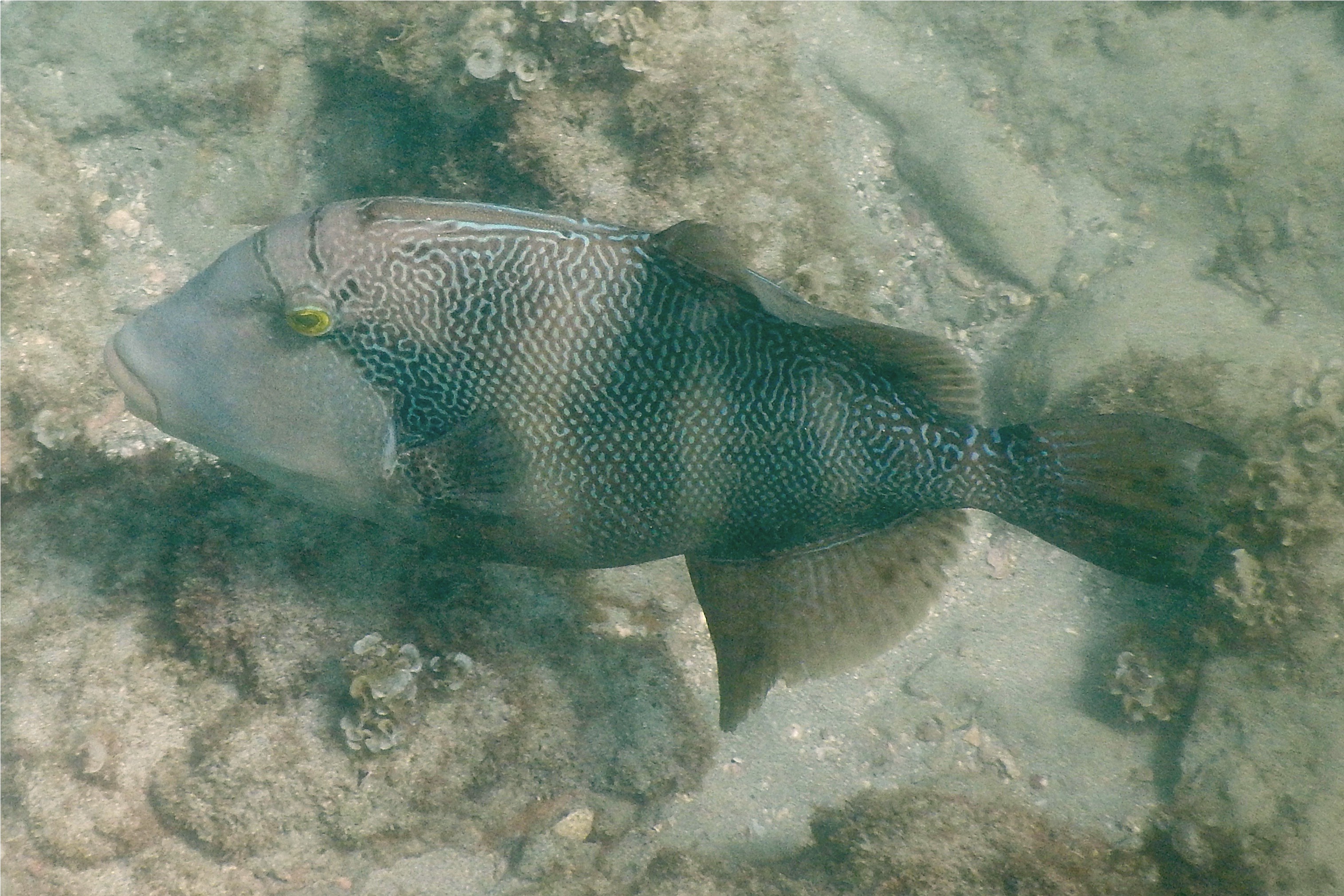 Triggerfish - Blunthead Triggerfish - Pseudobalistes naufragium