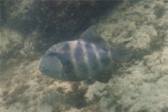 Triggerfish - Blunthead Triggerfish - Pseudobalistes naufragium