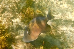 Triggerfish - Blunthead Triggerfish - Pseudobalistes naufragium