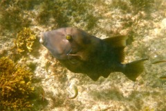 Triggerfish - Blunthead Triggerfish - Pseudobalistes naufragium