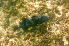 Triggerfish - Blunthead Triggerfish - Pseudobalistes naufragium