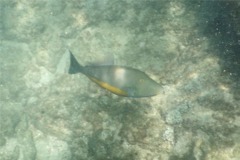 Triggerfish - Orangeside Triggerfish - Sufflamen verres