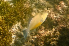 Triggerfish - Orangeside Triggerfish - Sufflamen verres