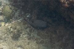 Trunkfish - Whitespotted Boxfish - Ostracion meleagris