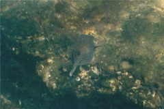 Trunkfish - Whitespotted Boxfish - Ostracion meleagris