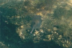 Trunkfish - Whitespotted Boxfish - Ostracion meleagris