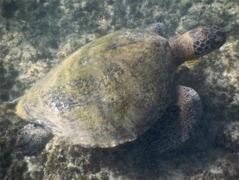 Turtle - Green Sea Turtle - Chelonia mydas