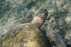 Turtle - Green Sea Turtle - Chelonia mydas