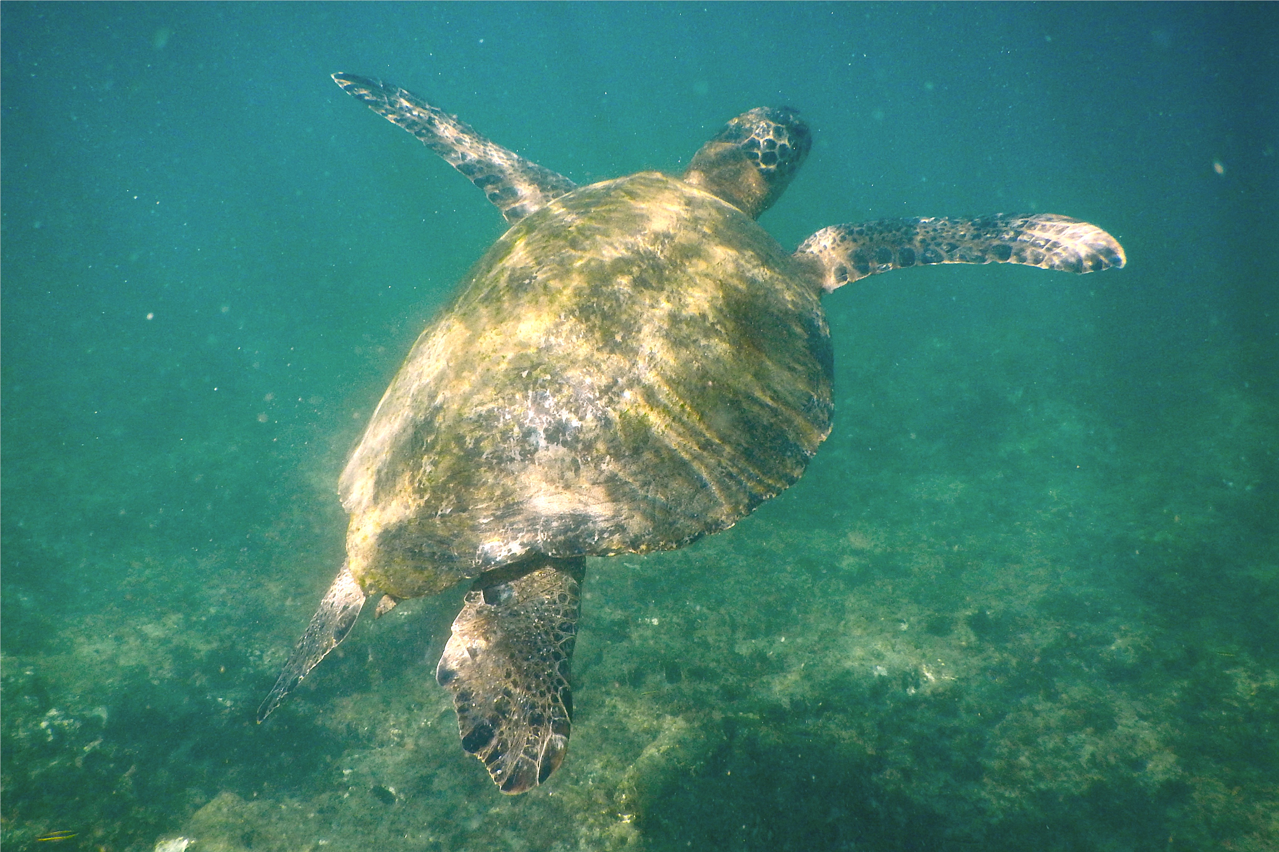 Turtle - Green Sea Turtle - Chelonia mydas