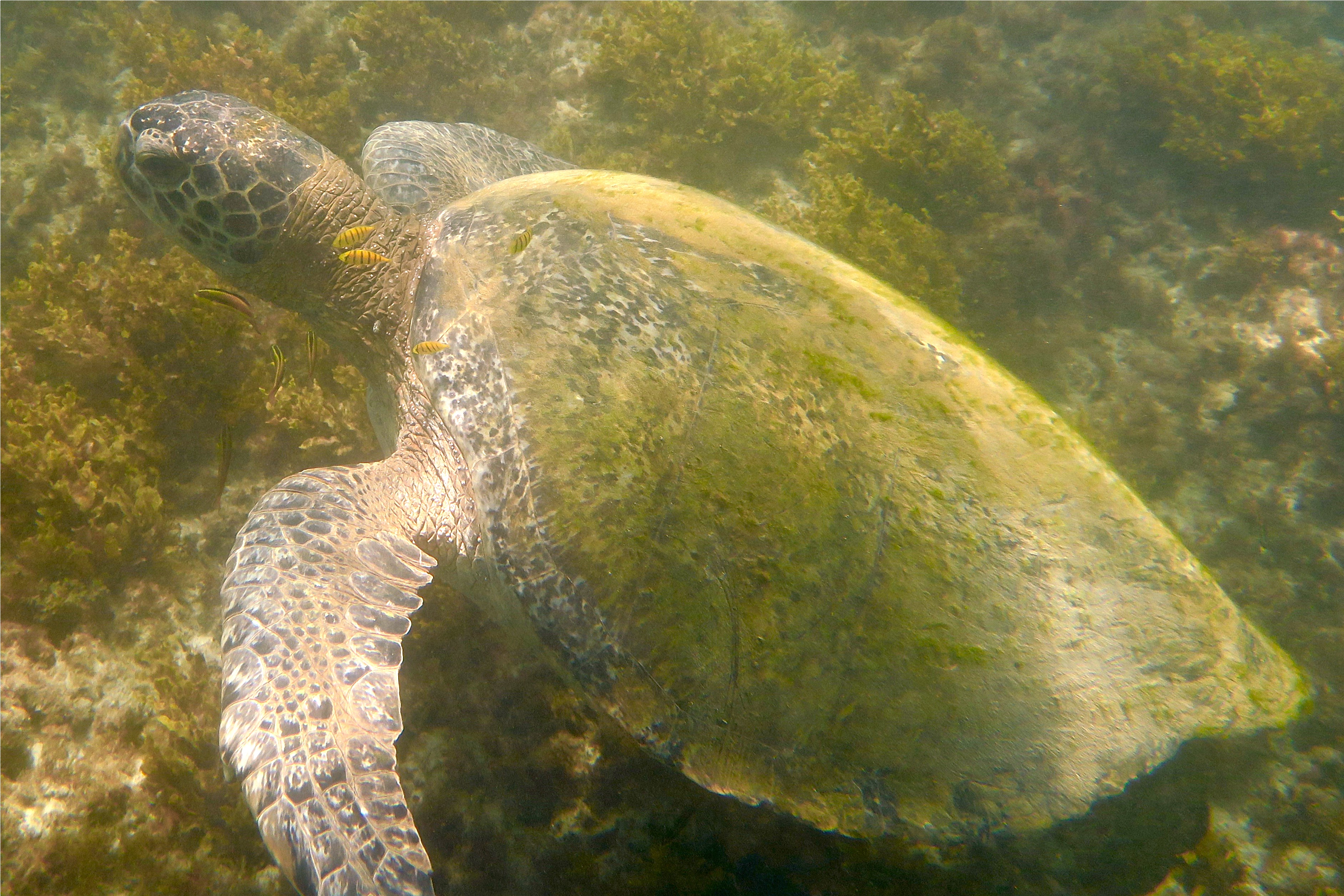 Turtle - Green Sea Turtle - Chelonia mydas