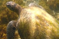 Turtle - Green Sea Turtle - Chelonia mydas