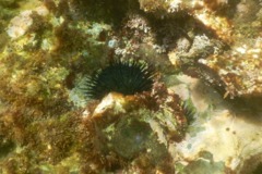 Sea Urchins - Black Boring Urchin - Echinometra mathaei