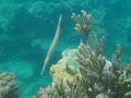 Trumpetfish - Trumpetfish - Aulostomus maculatus