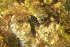 Sea Urchins - Crowned Sea Urchin - Centrostephanus coronatus