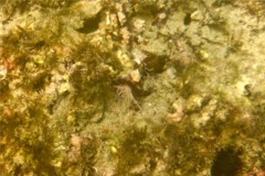 Spaghetti Worms - Medusa Worm - Loimia medusa