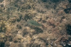 Wrasse - Banded Wrasse - Halichoeres notospilus