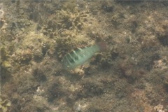 Wrasse - Banded Wrasse - Halichoeres notospilus