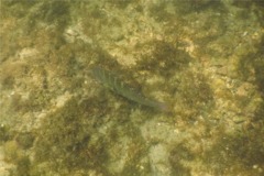 Wrasse - Banded Wrasse - Halichoeres notospilus