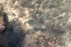 Wrasse - Banded Wrasse - Halichoeres notospilus