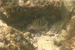 Wrasse - Banded Wrasse - Halichoeres notospilus