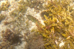 Wrasse - Banded Wrasse - Halichoeres notospilus